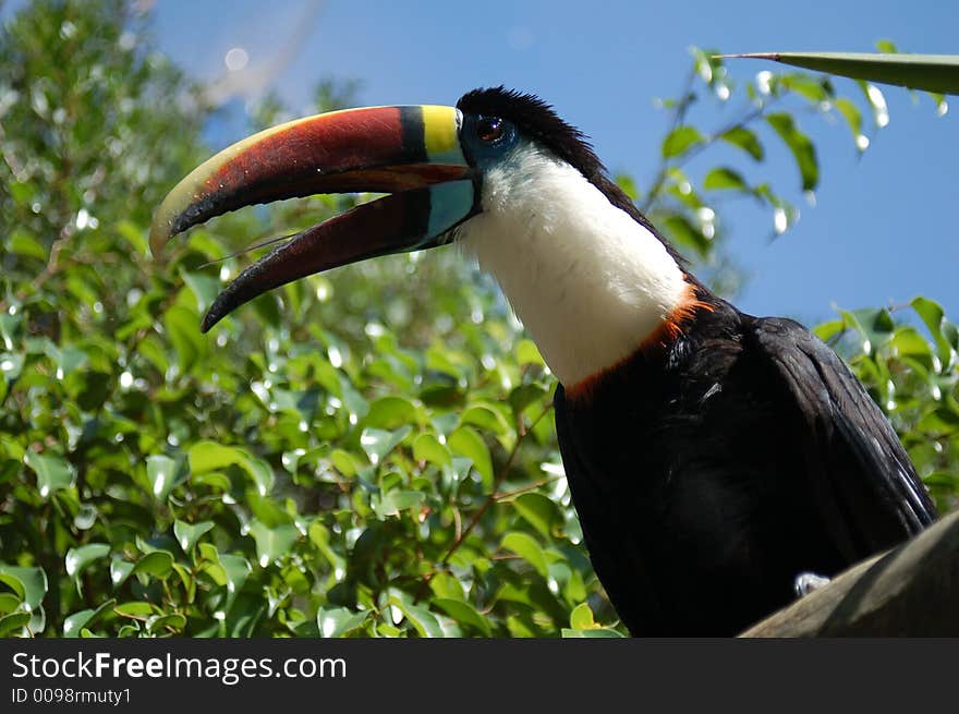 Toucan