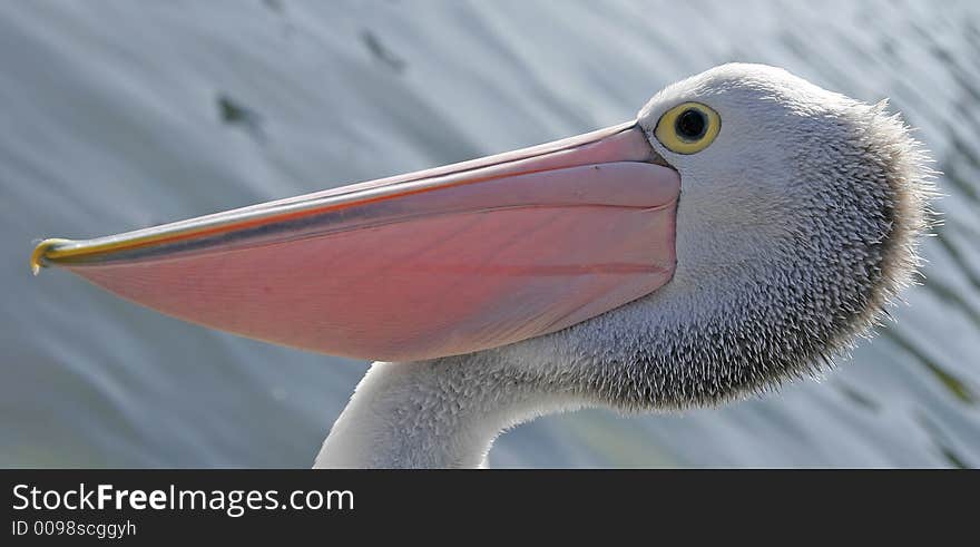 Pelican head