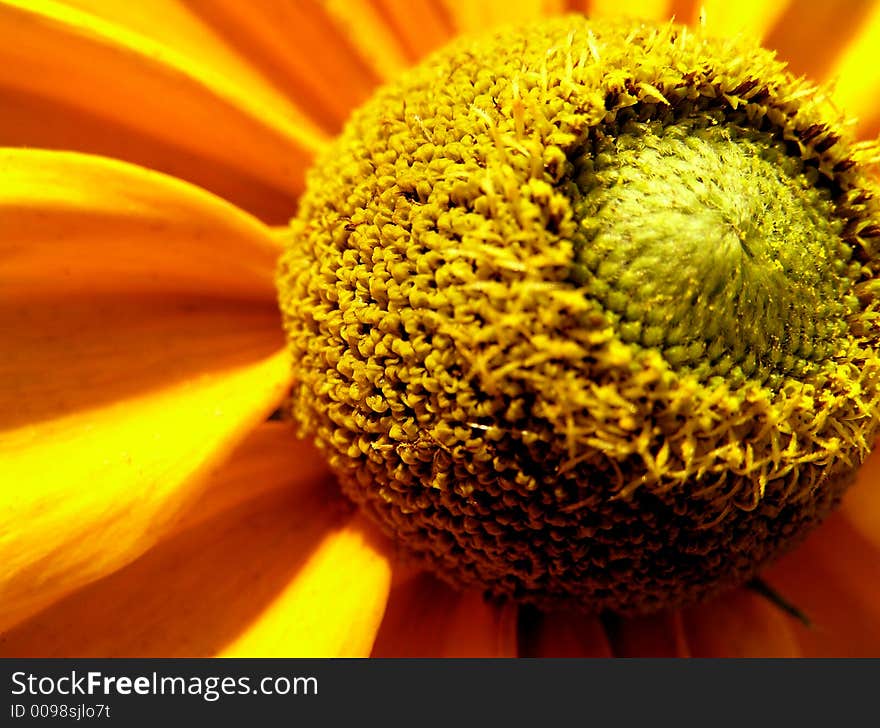 Big yellow flower from tubercule