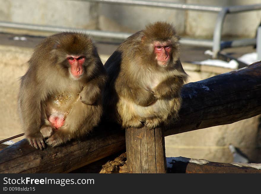 Japanese Macaques