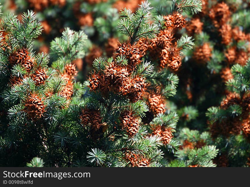 Green pine and cone - background. Green pine and cone - background