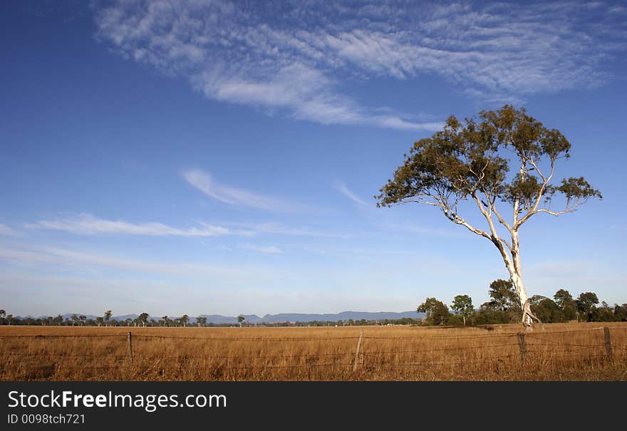 Field scene