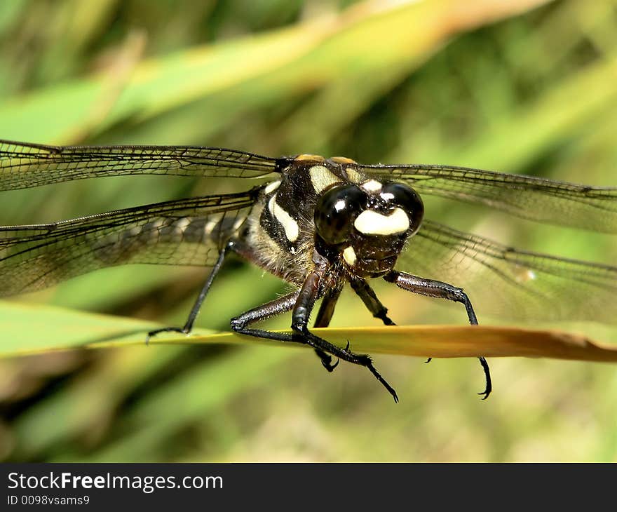 Dragonfly