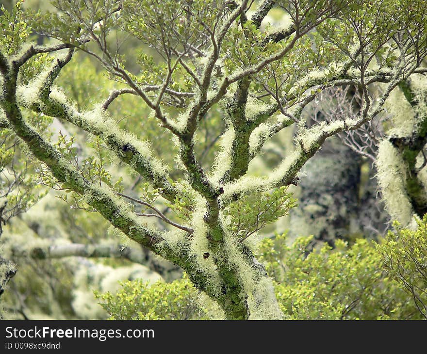 Lichen covered branch