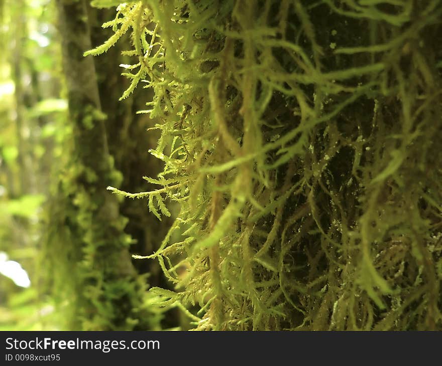 Moss growing on Treetrunk in a forest. Moss growing on Treetrunk in a forest