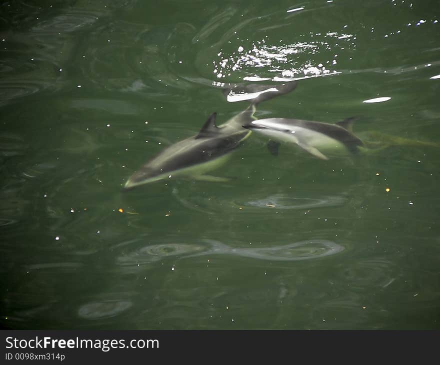 Fresch water dolphins in Silent Sound. Fresch water dolphins in Silent Sound