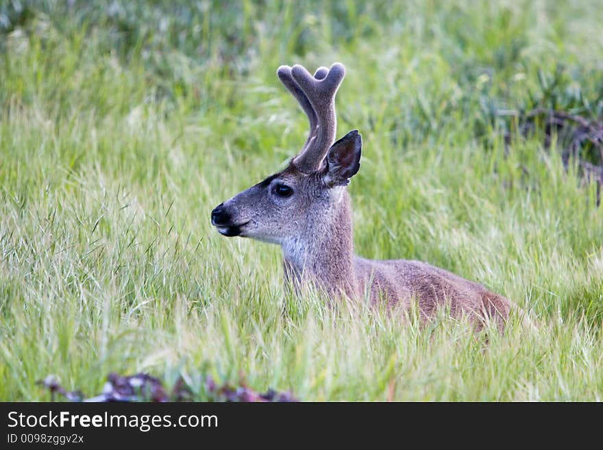 Young mule deer hiding in the grass field