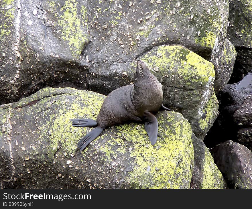 Seal waiting