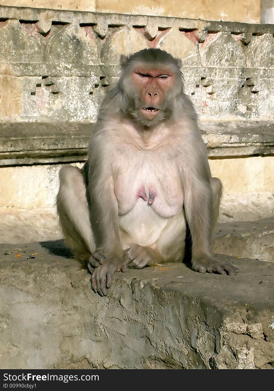 Female Monkey