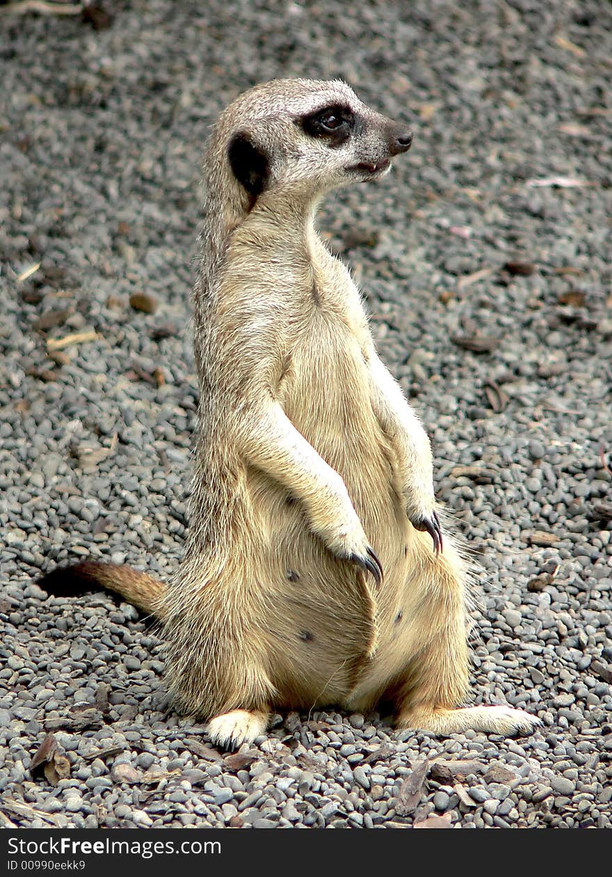 Meerkat attentively sitting and observing