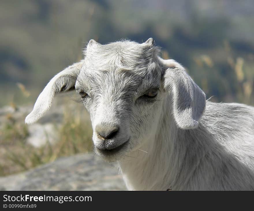 A young goat grazing in the mountains. A young goat grazing in the mountains