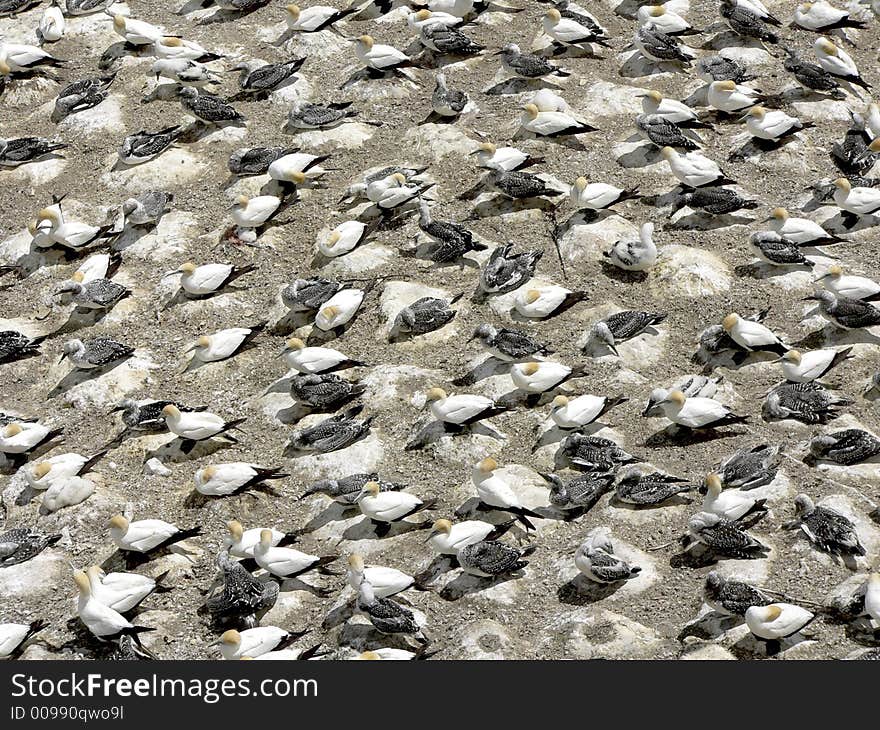 Gannet Colony II