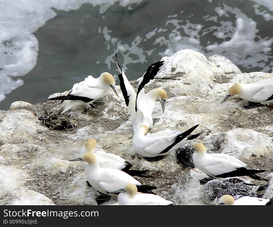 Gannet colony