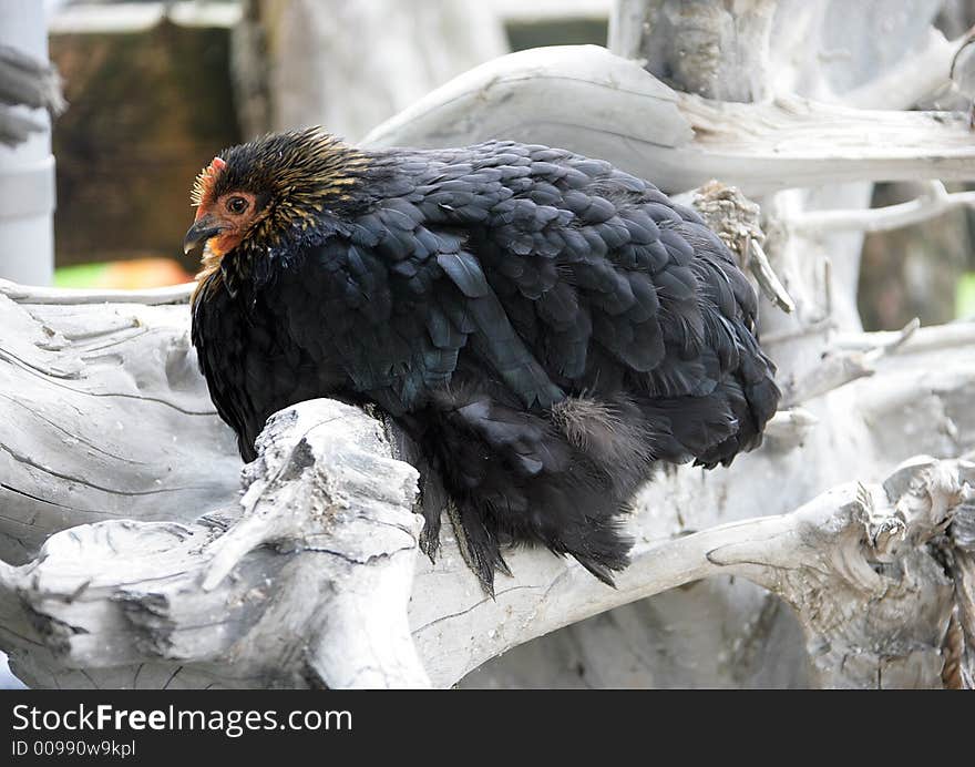 Portrait of a Nice Racy Hen. Portrait of a Nice Racy Hen