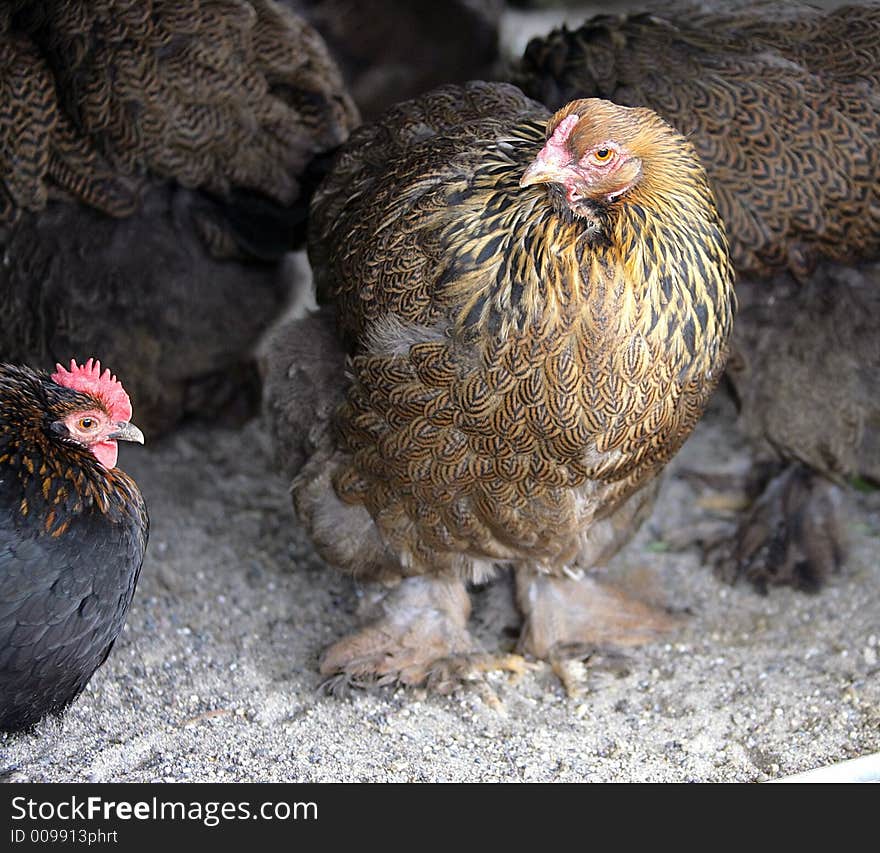 Portrait of a Big Racy Hen. Portrait of a Big Racy Hen