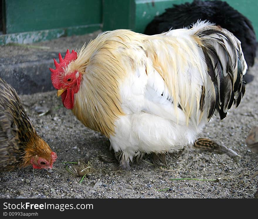 Portrait of a Nice Racy Rooster. Portrait of a Nice Racy Rooster