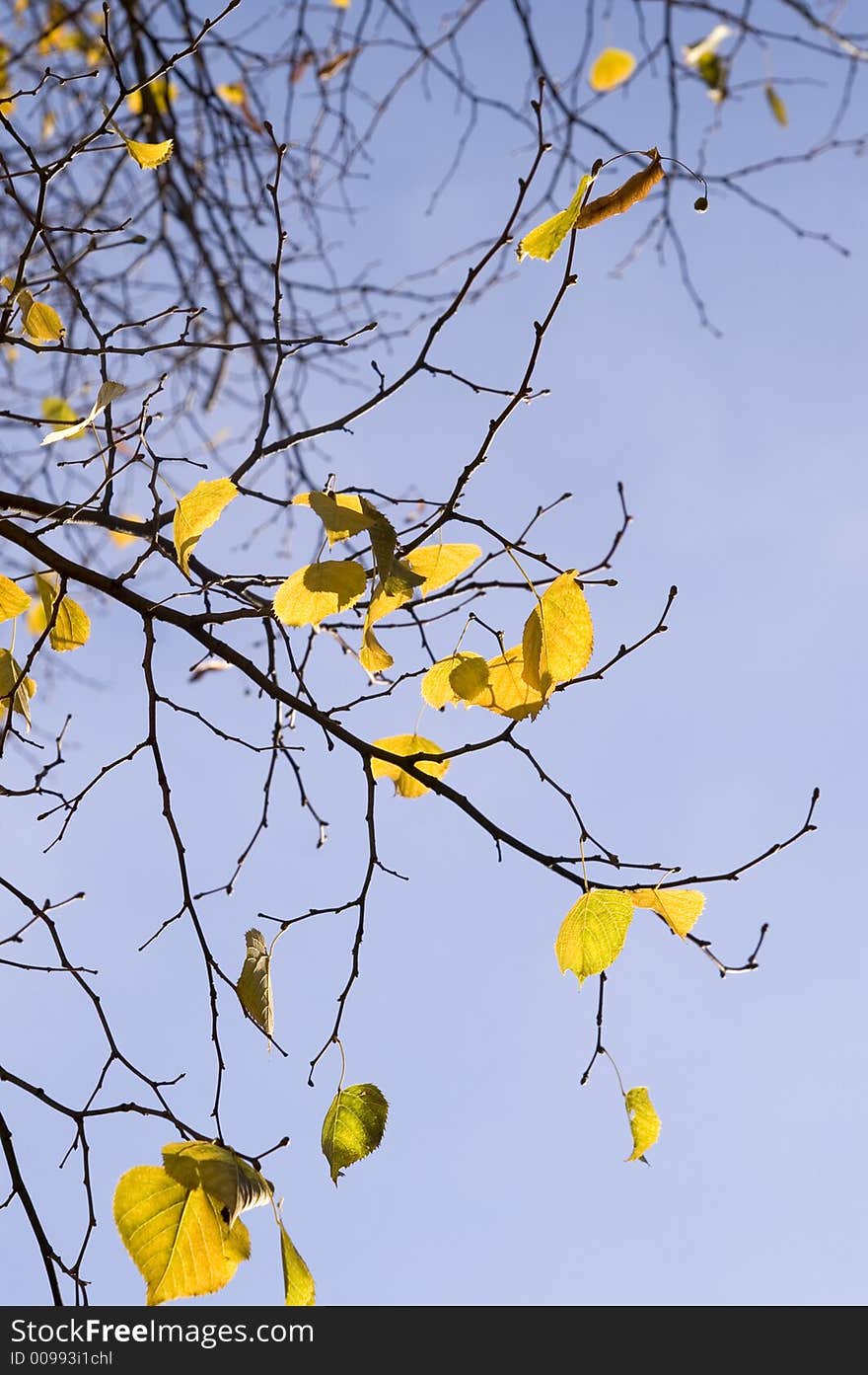 Branches of linden tree backlighted with sun. Branches of linden tree backlighted with sun