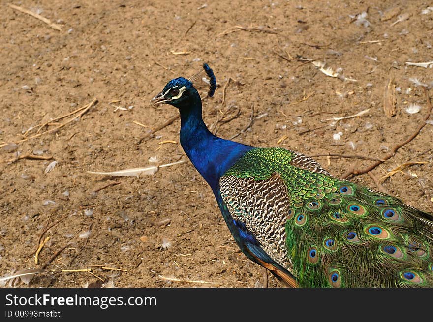 A peacock in a backyard