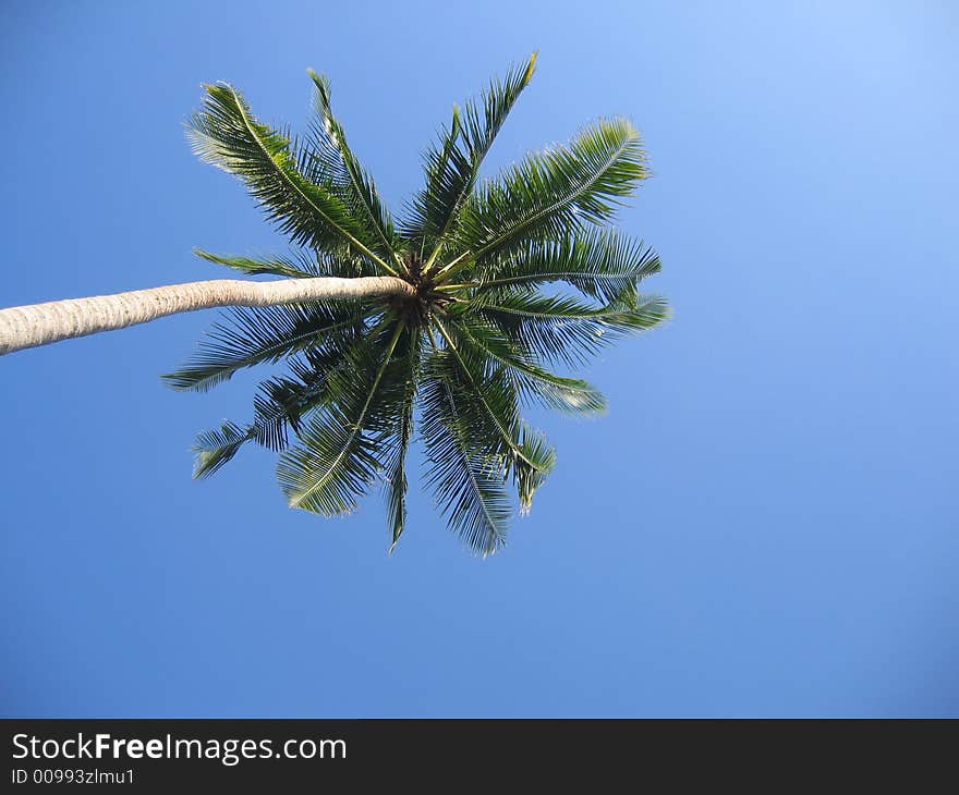 Palm tree towering over the earth with blue sky. Palm tree towering over the earth with blue sky