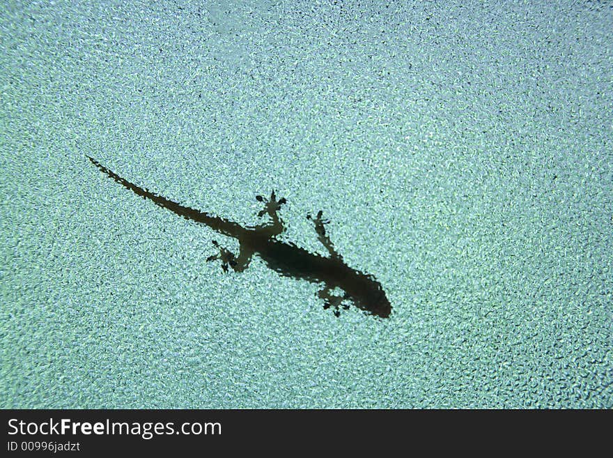 Lizard captured underneath a glass, looks artistic and unique. Lizard captured underneath a glass, looks artistic and unique