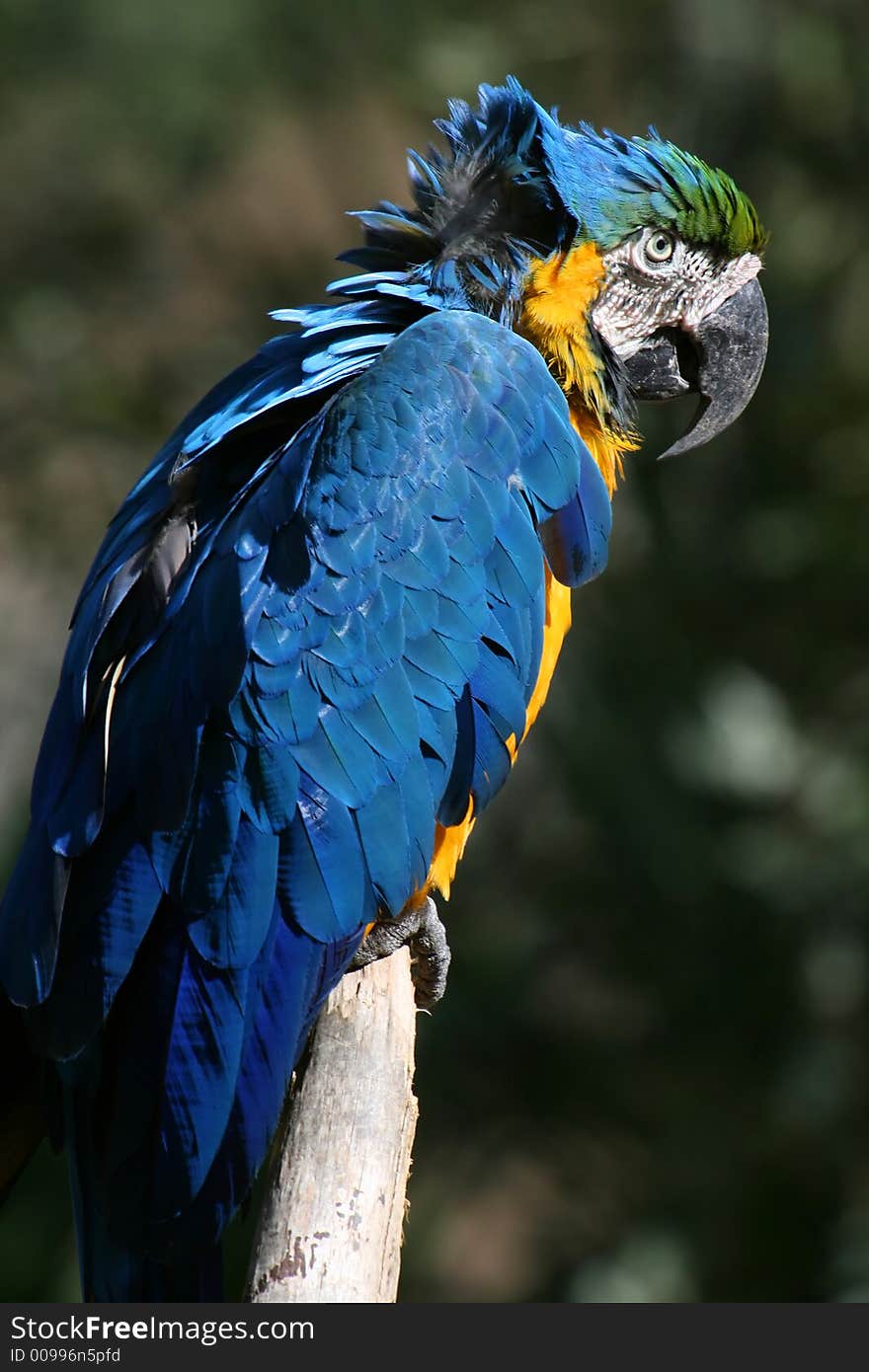 Blue parrot