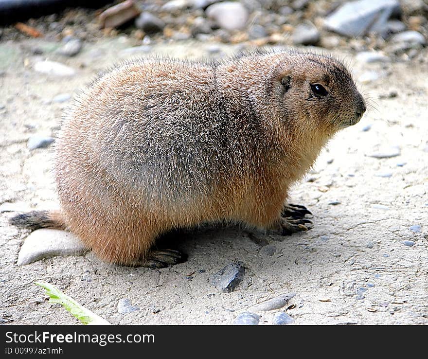 Portrait of a Nice Prairie Dog. Portrait of a Nice Prairie Dog