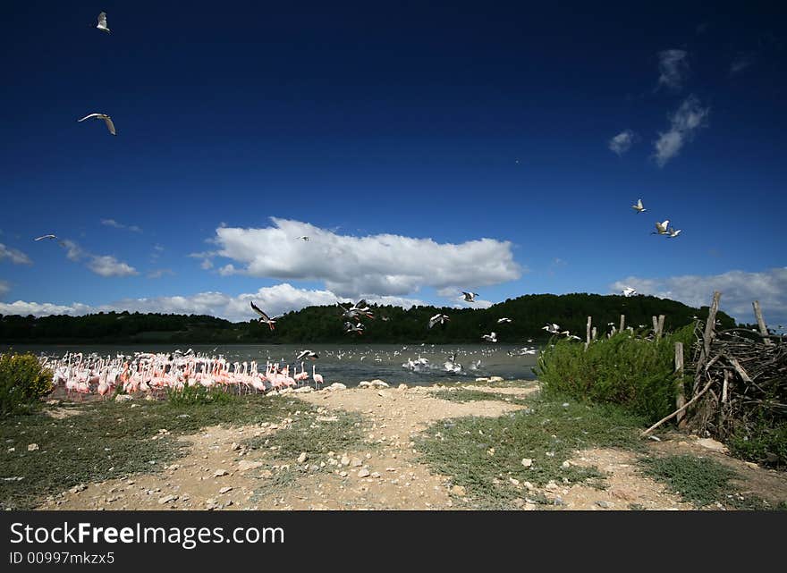 Many birds, on a lake,. Many birds, on a lake,