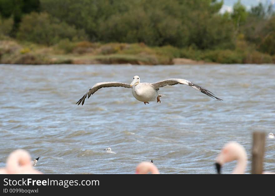 Pelican flight