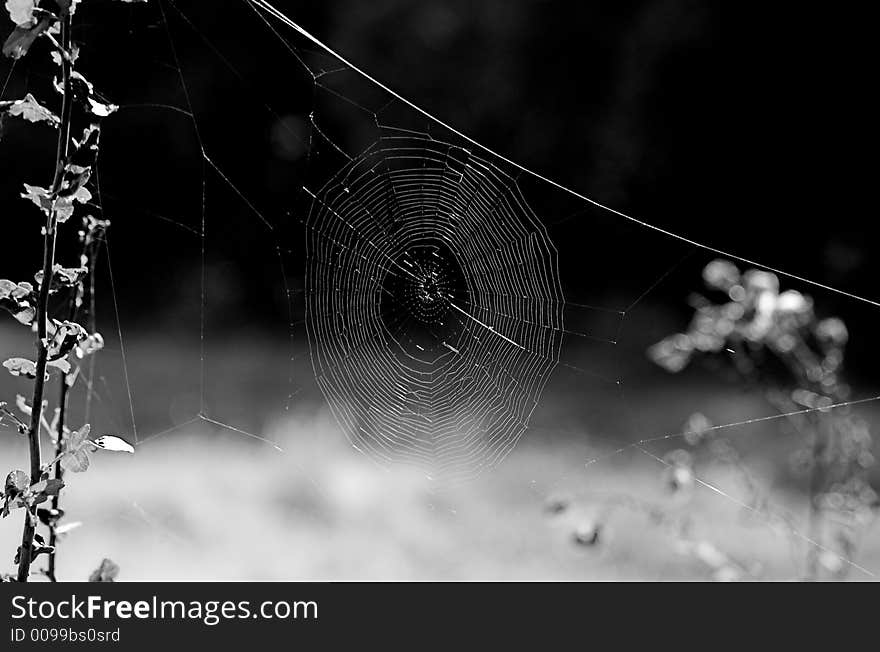 Photo spider's snare in black and white