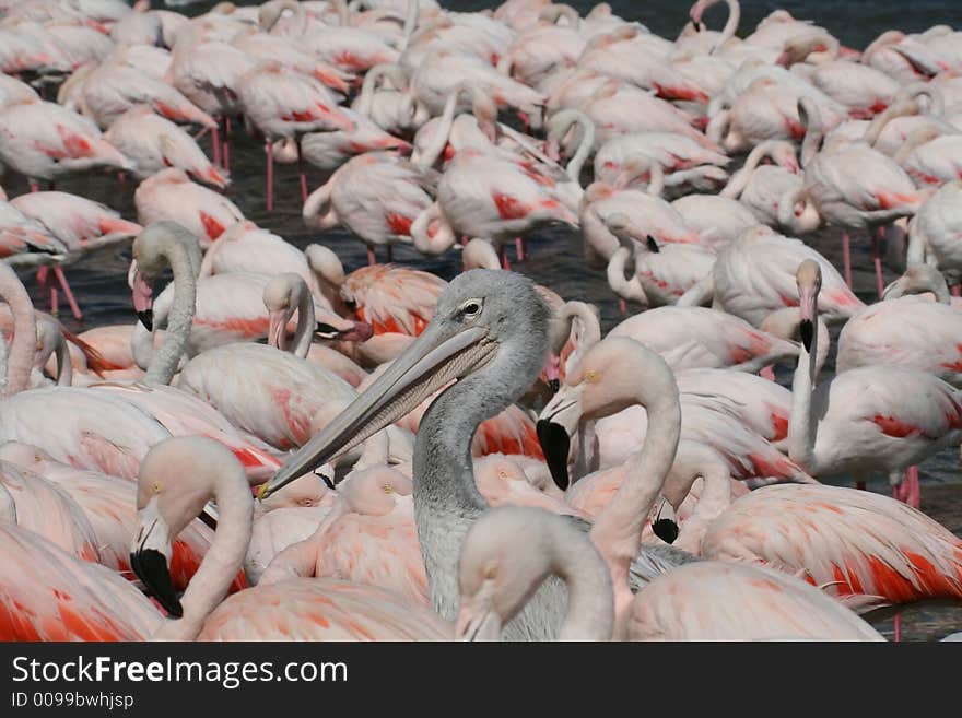 Pelican and flamingos