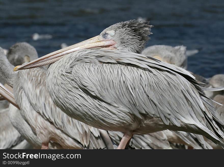 Grey pelican