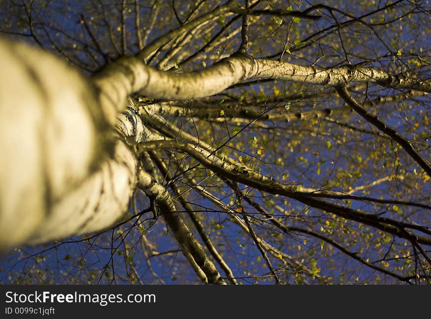 Root of birch-tree on the blue sky