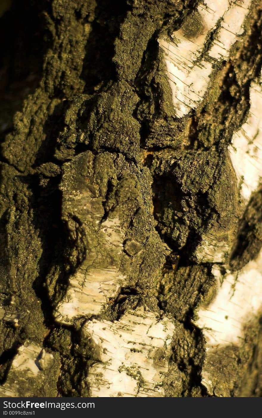 Close-up bark of birch-tree