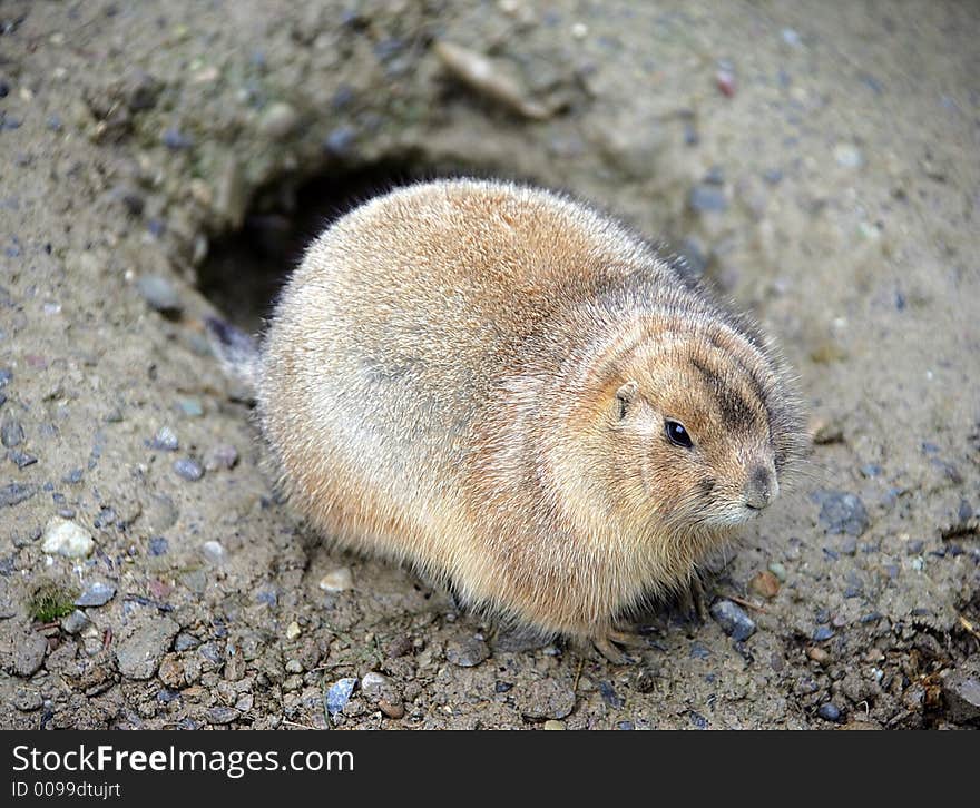 Portrait of Prairie Dog at Its Hole. Portrait of Prairie Dog at Its Hole