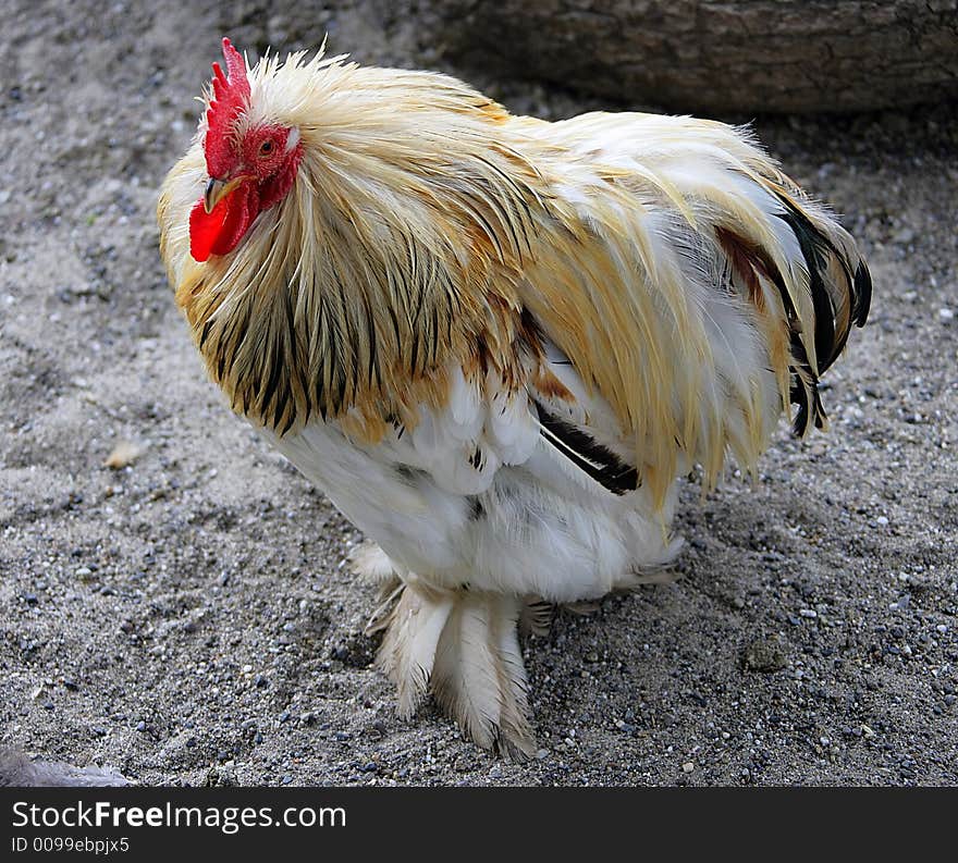 Portrait of a Nice Racy Rooster. Portrait of a Nice Racy Rooster