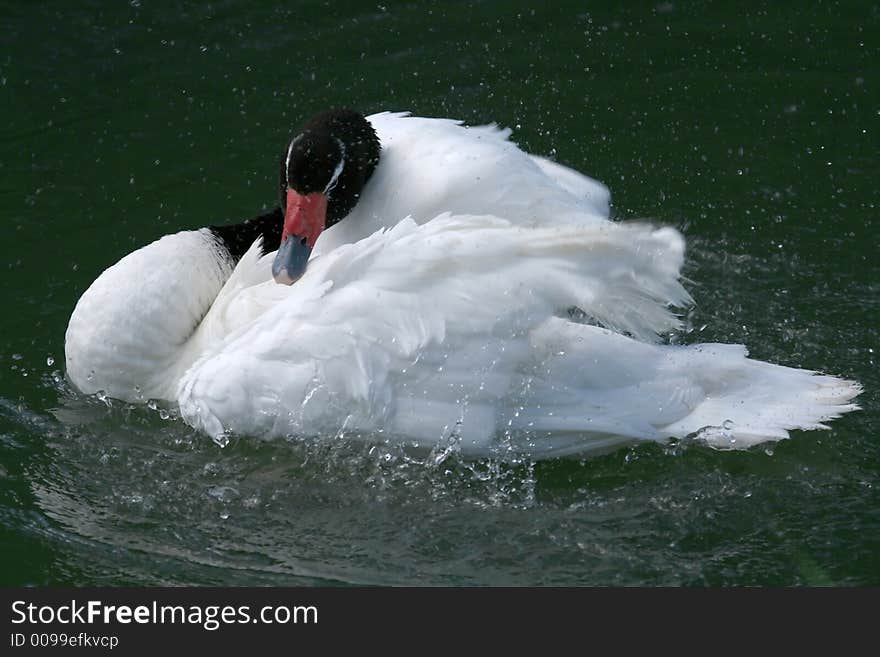 Swan drying his feathers