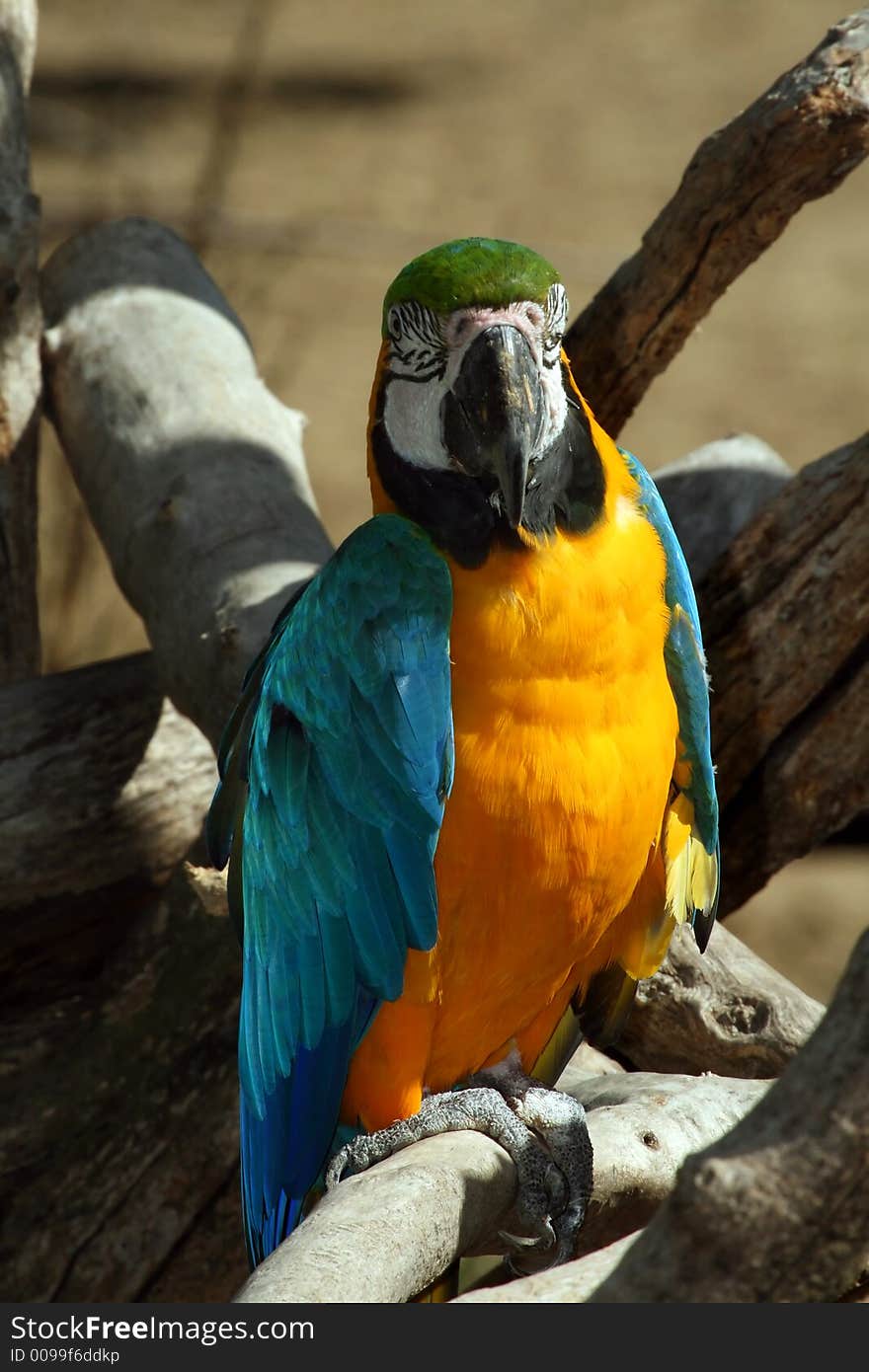 Facing yellow, green and blue parrot. Facing yellow, green and blue parrot