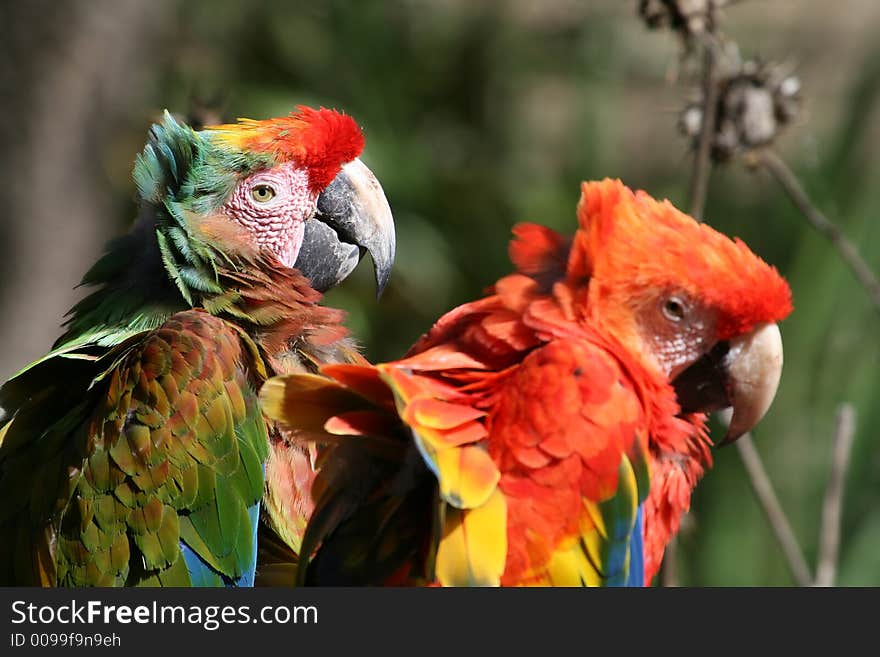 Couple of parrots in love