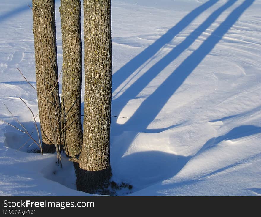 Three trees and shadows near Ottawa, Canada