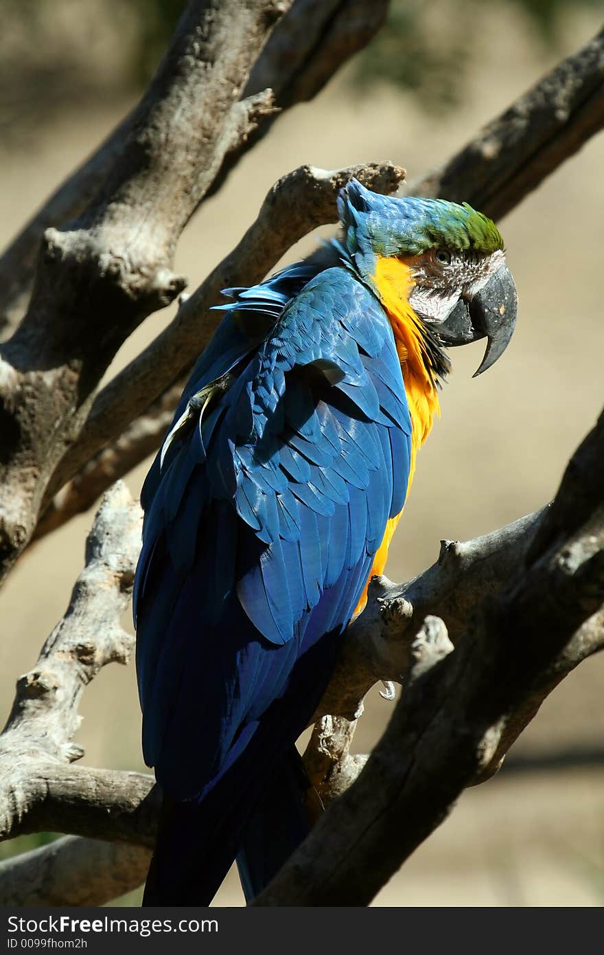 Deep blue parrot