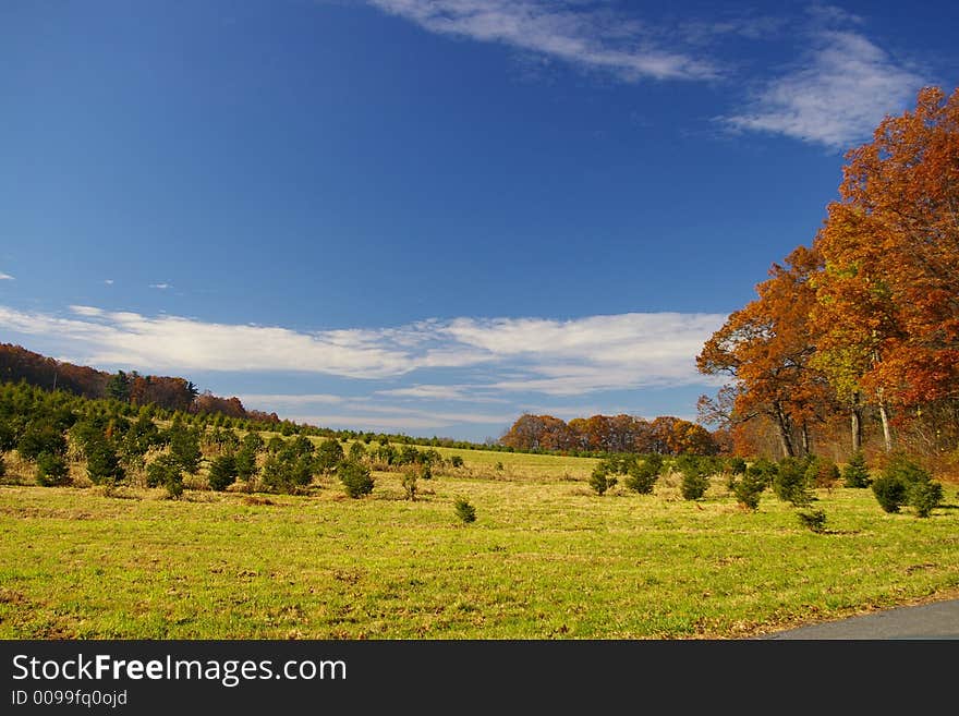 The Christmas trees in this field will be ready in a few years.  It is a common site in Schuylkill County, Pennsylvania. The Christmas trees in this field will be ready in a few years.  It is a common site in Schuylkill County, Pennsylvania