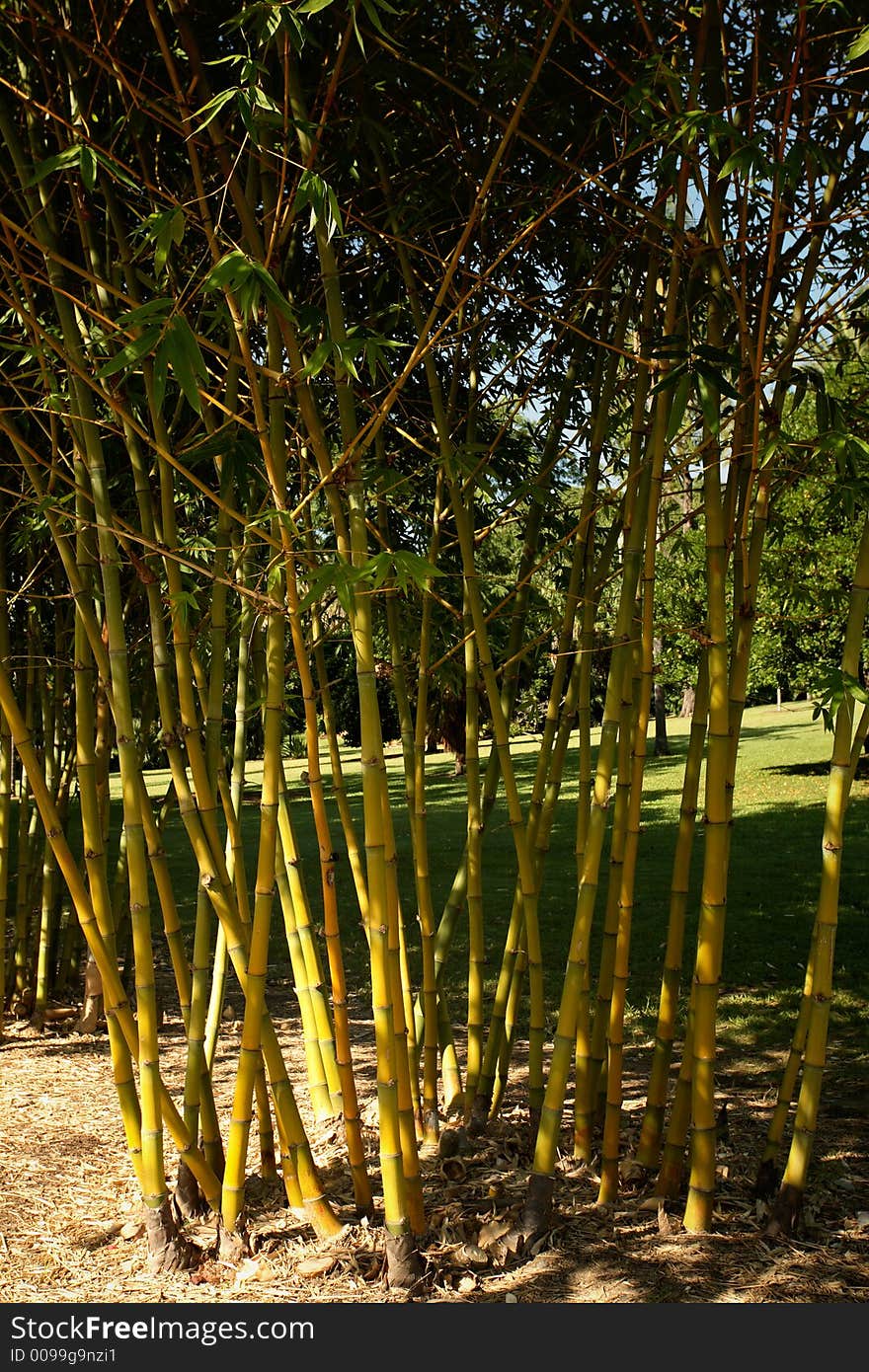 Bamboo at Brisbane Park, Australia. Bamboo at Brisbane Park, Australia