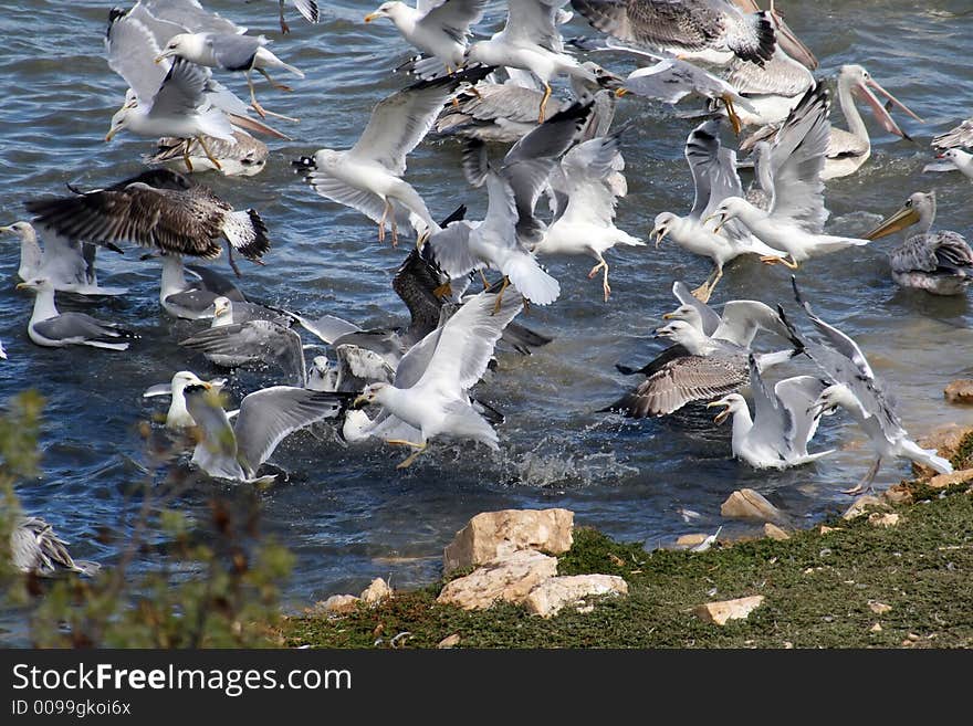 Seagull fight