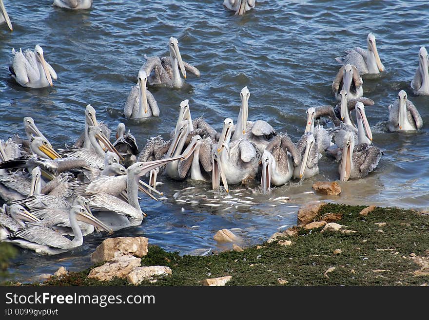 Group of pelican fighting for food. Group of pelican fighting for food
