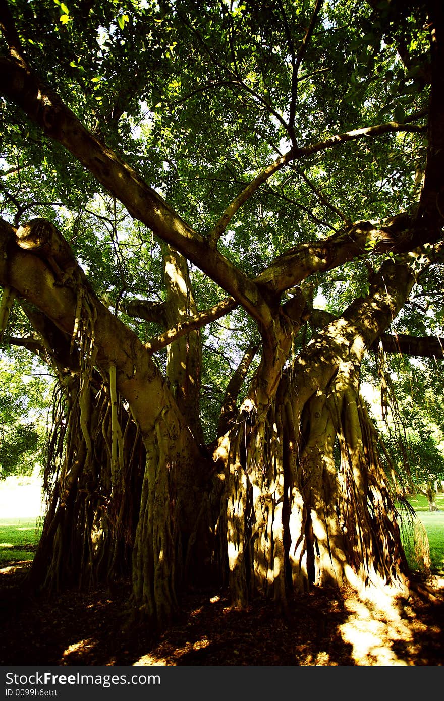 Creepy and mysterious tree at brisbane park, australia. Creepy and mysterious tree at brisbane park, australia