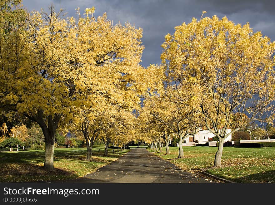 A tree lined driveway.  October - near sunset, trees glow illuminated by setting sun - dark clouds in the eastern sky.  Dramatic. A tree lined driveway.  October - near sunset, trees glow illuminated by setting sun - dark clouds in the eastern sky.  Dramatic.