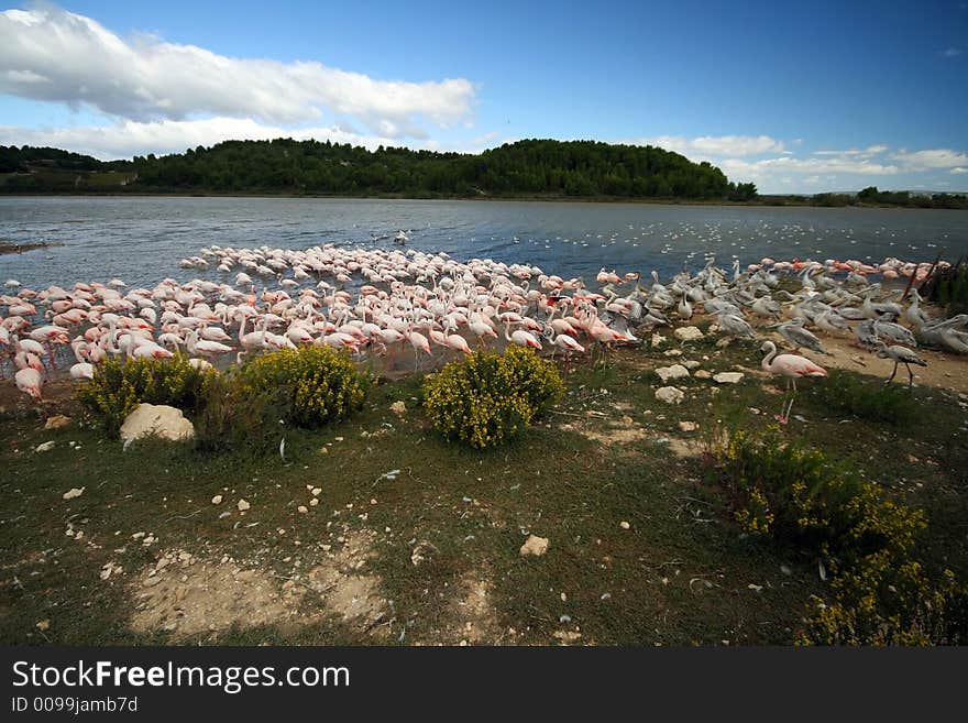 Lake landscape with many birds in foreground. Lake landscape with many birds in foreground