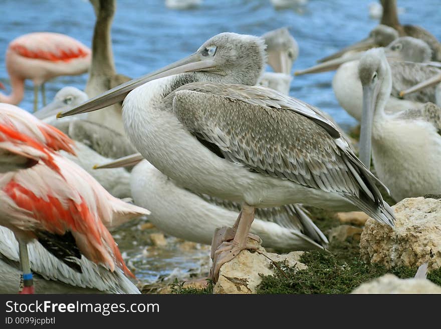 Big grey pelican sleeping on the ground. Big grey pelican sleeping on the ground