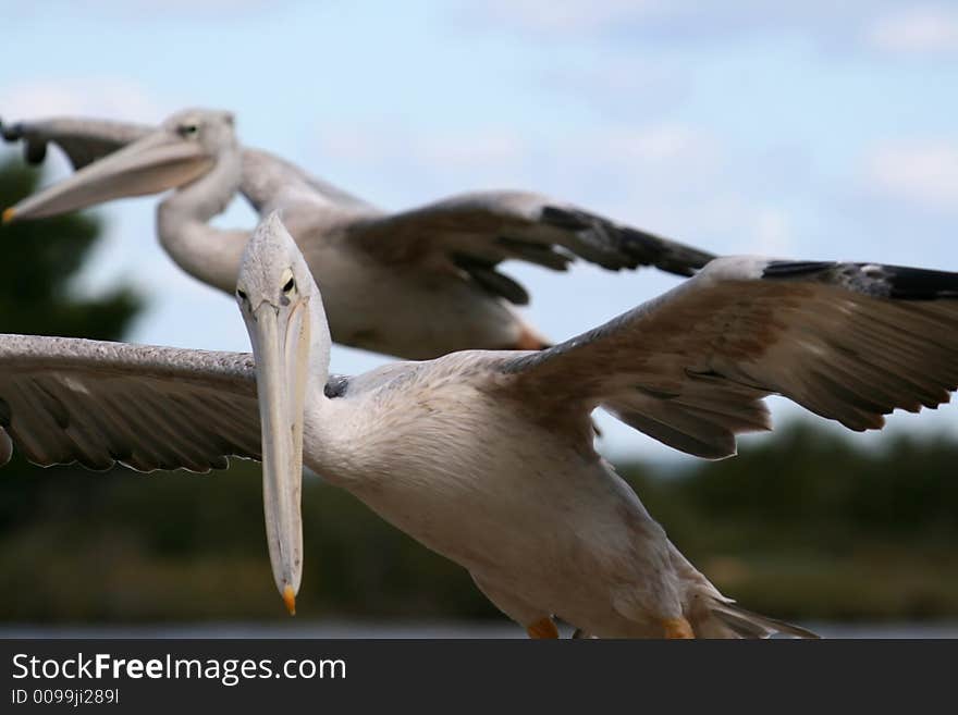 Grey pelican gliding to land