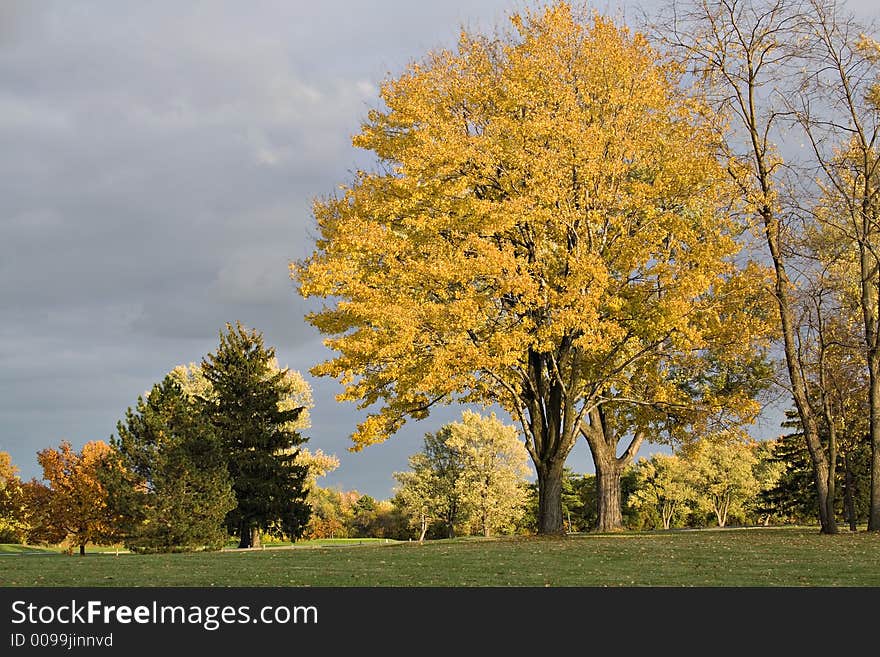 An impressive sky - clouds rolling in illuminated by a setting sun.  Trees in autumn colors glow. An impressive sky - clouds rolling in illuminated by a setting sun.  Trees in autumn colors glow.